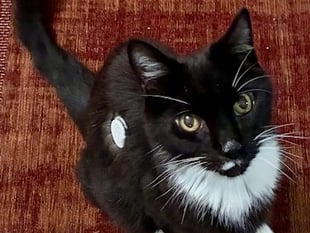 Tails from South Moor by Vet Alastair Atkinson| Clyde's sixth sense